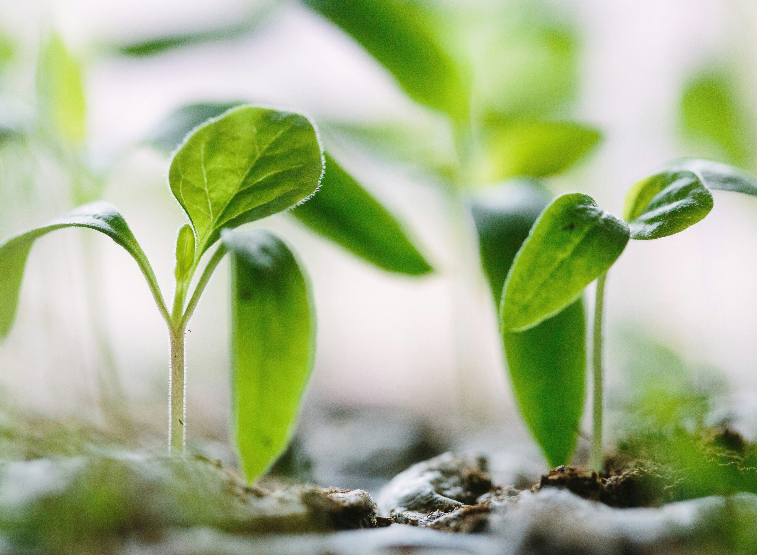 Why I Start Seeds Indoors